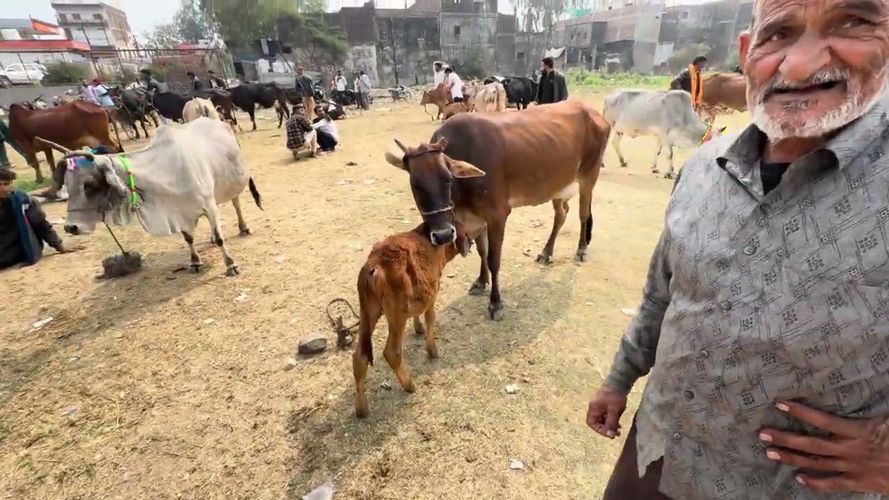 भानपुर पशु बाजार भोपाल मध्य प्रदेश #cowforsaleonyoutube #bhopal 