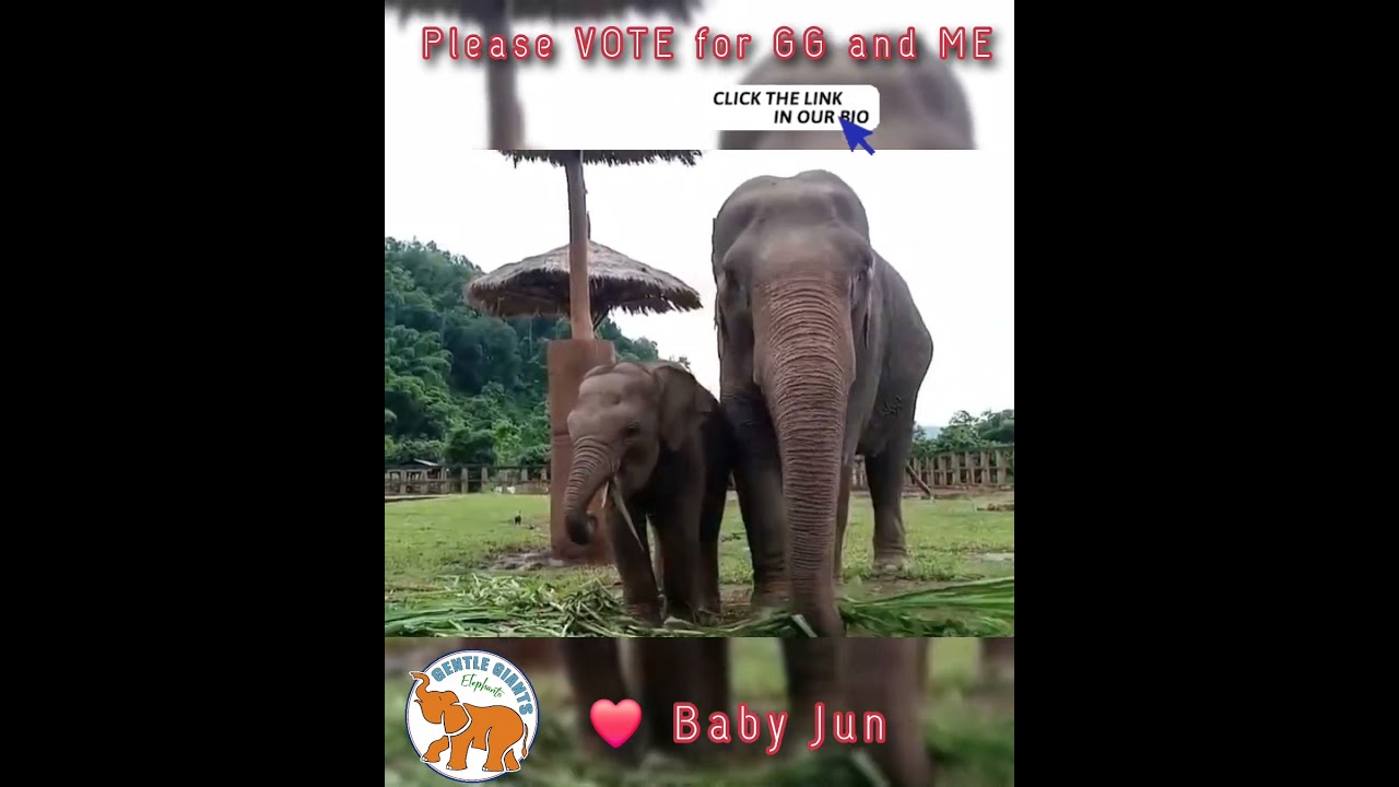 ✔️🐘💞Vote to help better the lives of captive elephants! It's quick, easy, and FREE! 