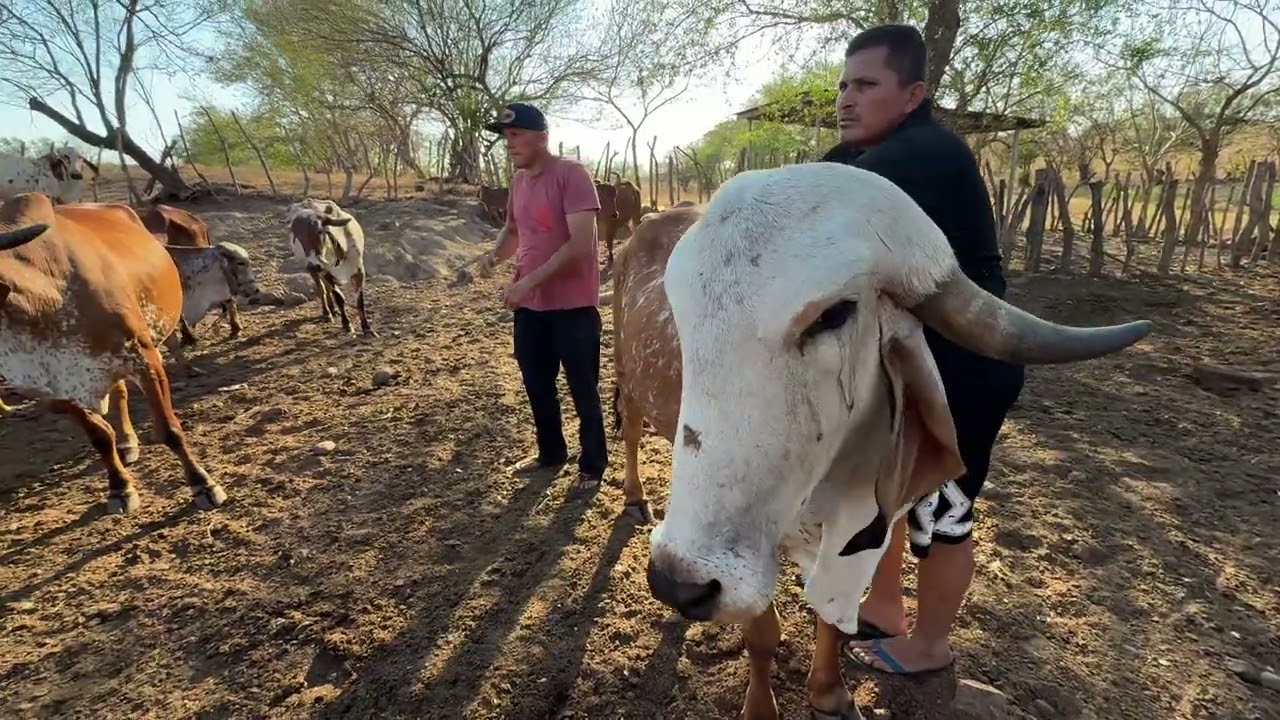 Vaca brava la granadilla se puso un poco rebelde 