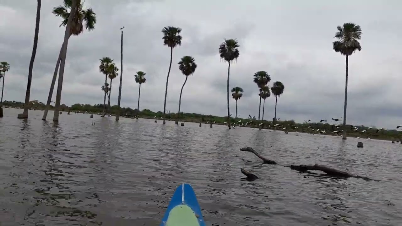 Navegación por el Bañado La Estrella (Fortín Soledad-Formosa-Argentina-9.10.2024-8)