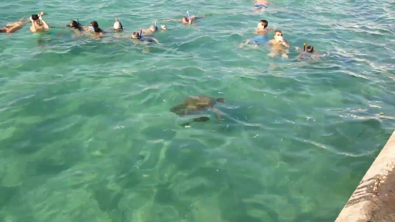 Caretta Caretta in Agia Anna Naxos