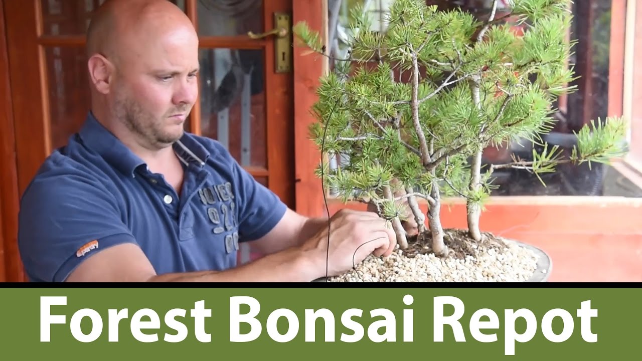 130) Scots Pine Bonsai Forest Repot with Mark