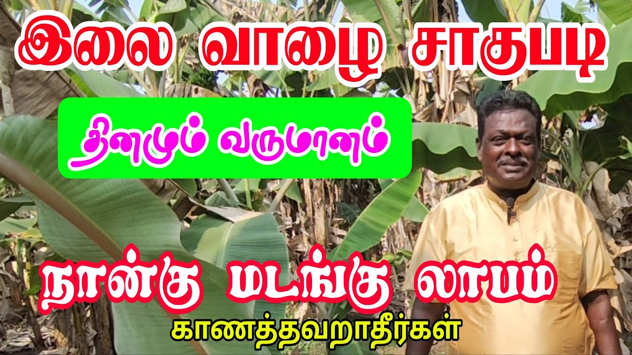 தினமும் வருமானம் வேண்டுமா இலை வாழை சாகுபடி செய்யுங்கள் 