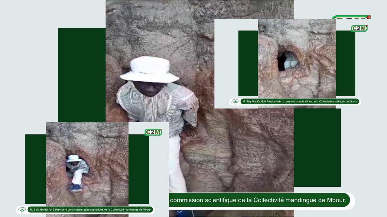 Le fromager multicentenaire de MBISSEL. Un documentaire de M.Sidy MANDIANG