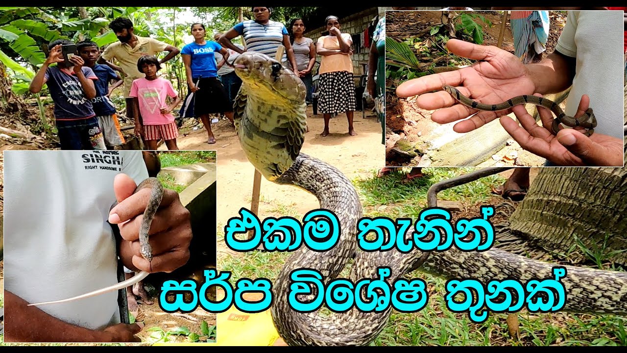Three species of snakes in the same place