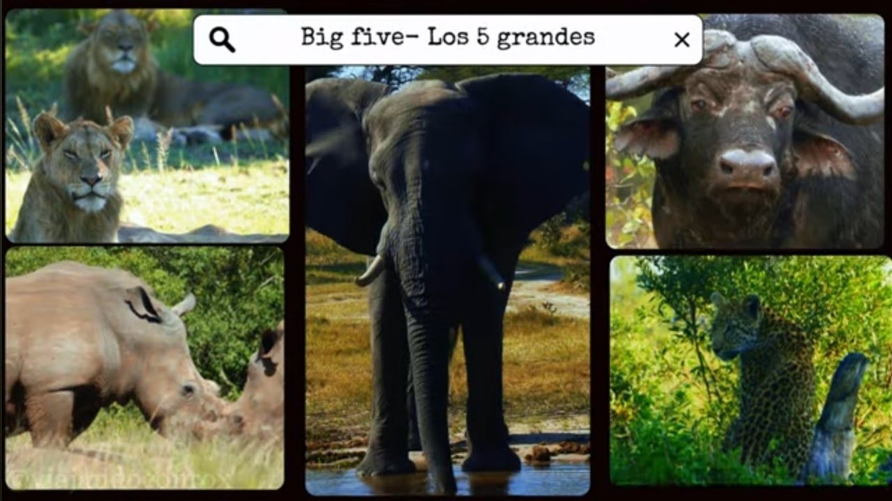 kruger Park selfdrive safari- Pretoriuskop to Berg-en-dal #wildlife#2024#nature#animals#top#journey