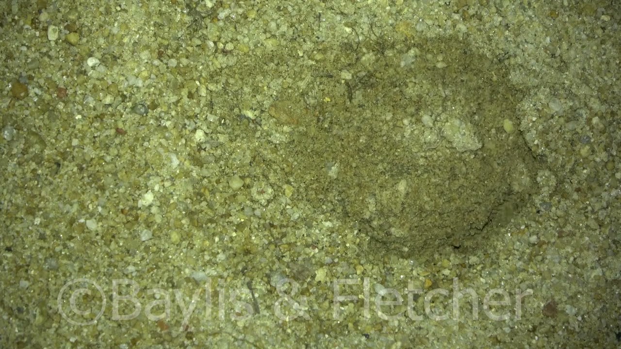 Southern River Terrapin hatchling emerges, Malaysia. 20220513_192931.uhd
