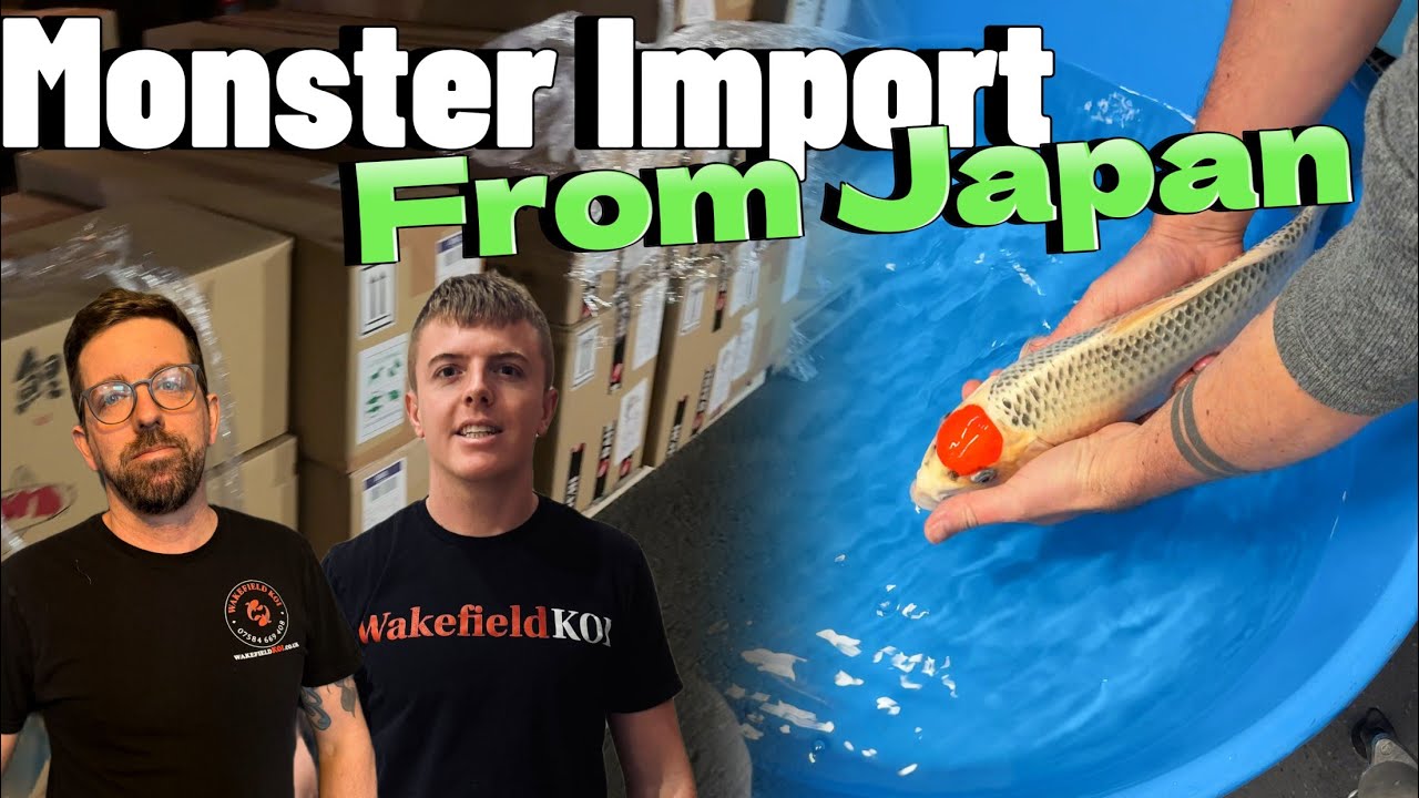 Забрать карпов кои в аэропорту Хитроу ✈️🐟 | Какой незабываемый опыт! #koi #koifish #fish