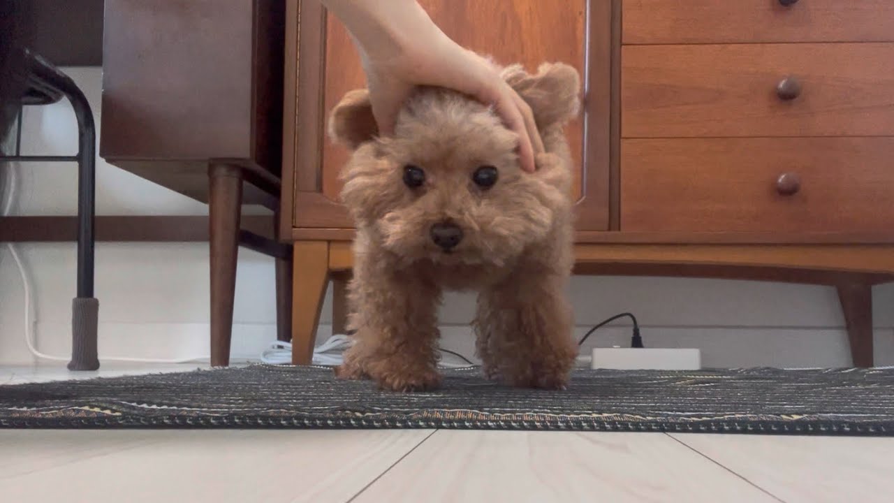 강아지 북북 만지는 영상