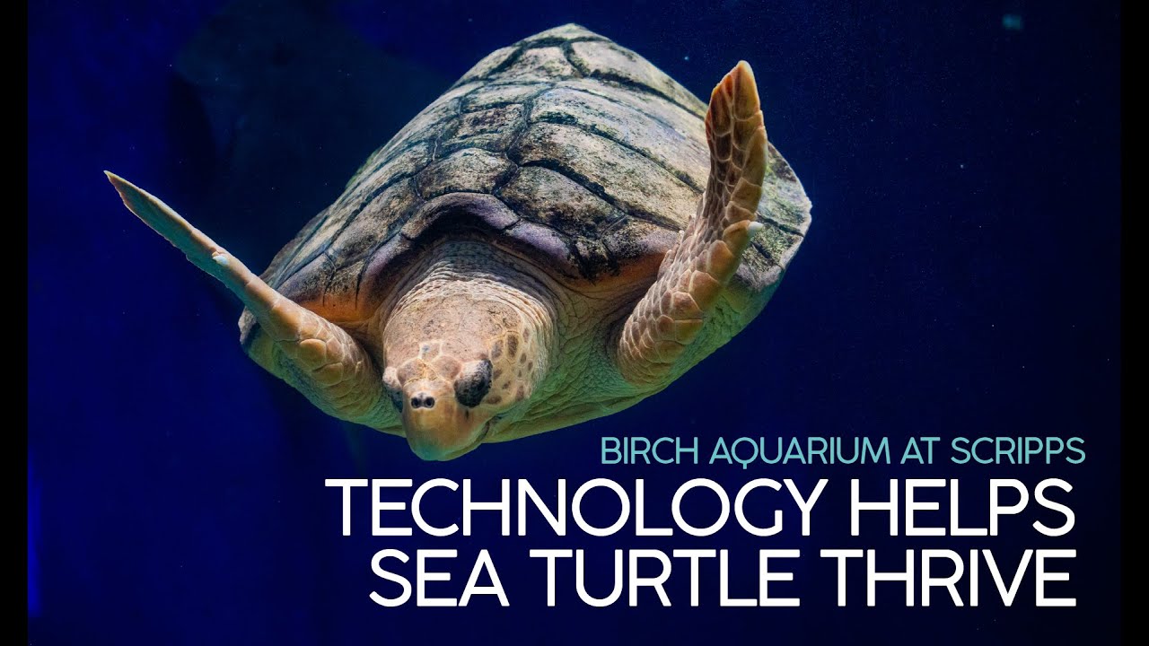 Technology Helps Sea Turtle Thrive