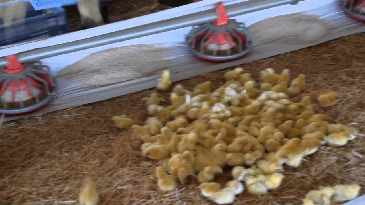 Broyler GRANJA AVÍCOLA llegada de la crianza DIA 1 TIP HD