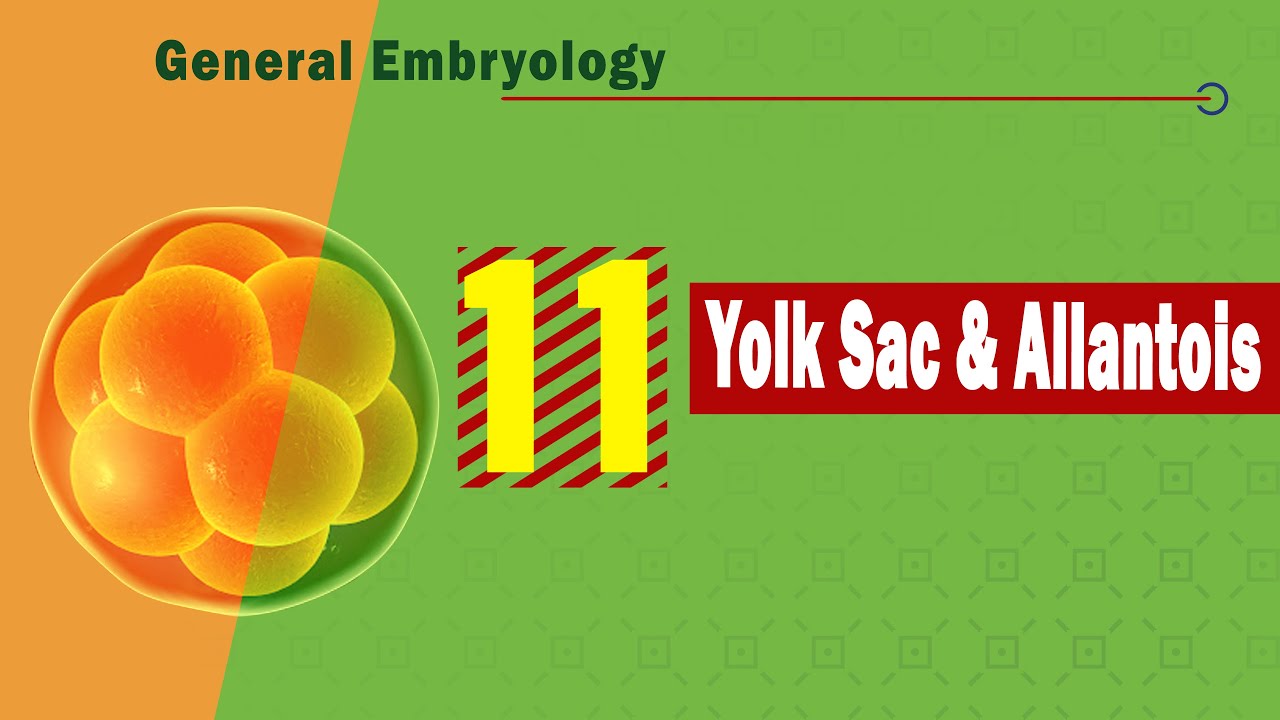 𝟏𝟏. 𝐘𝐨𝐥𝐤 𝐬𝐚𝐜 & 𝐀𝐥𝐥𝐚𝐧𝐭𝐨𝐢𝐬 (كيس الصفار والسقاء) 🟡 + ⤵