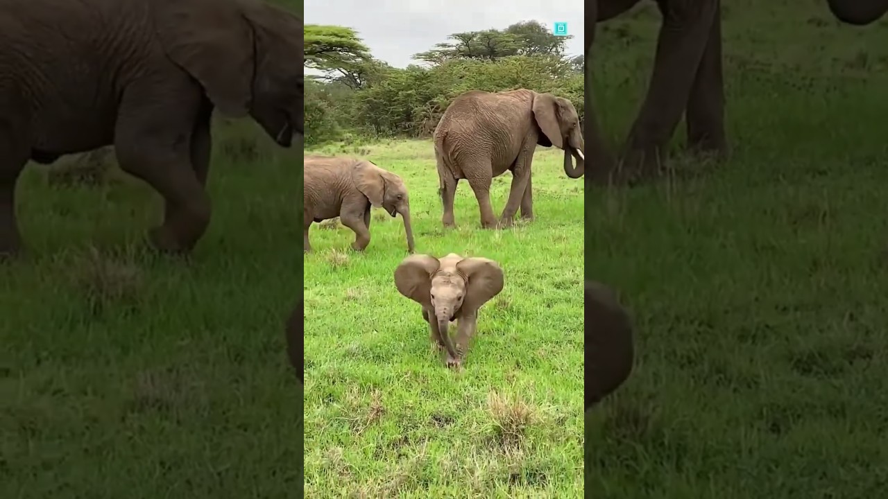 ek Mota hathi#hathi#cutebaby #ekmotahathighumechala