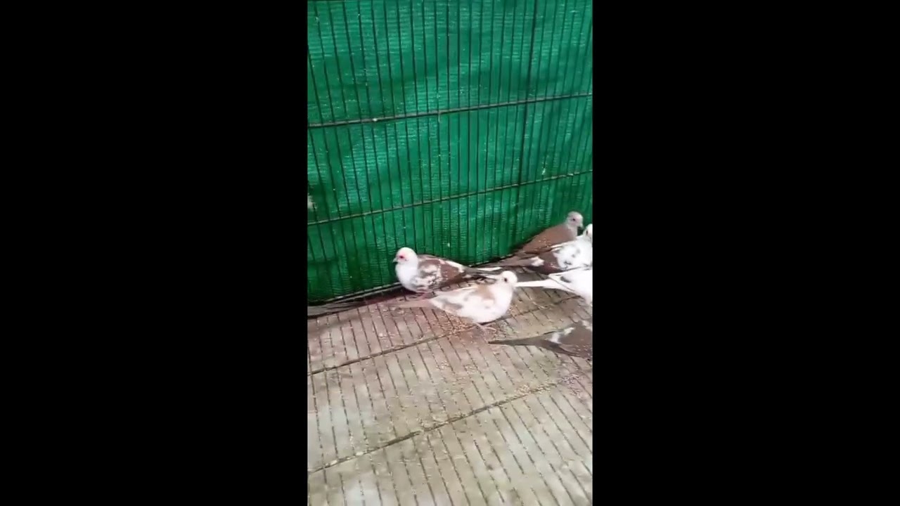 diamond dove chick #youtubeshorts #shorts#dove