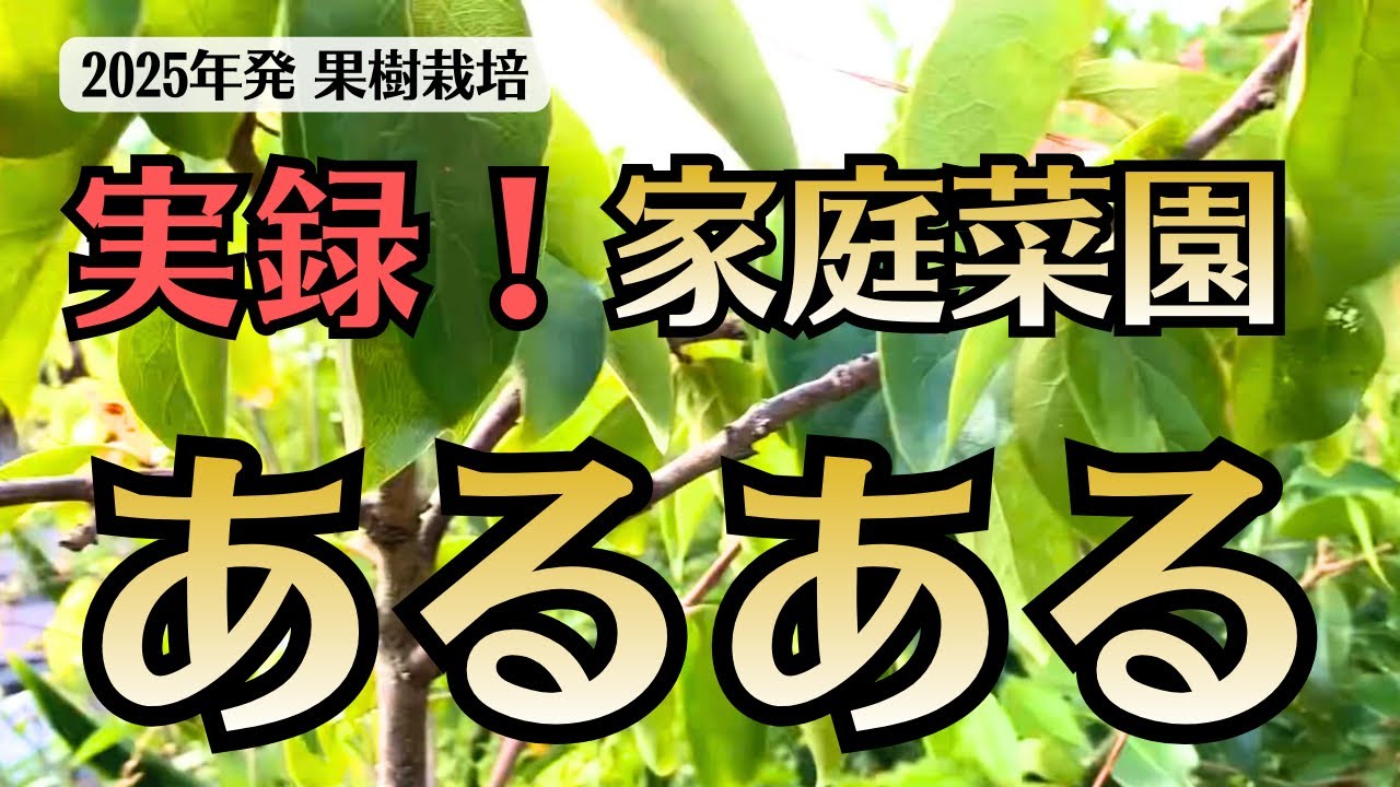 2025最終【実録！家庭菜園あるある】 鉢植えの柿を地に植え替えました。