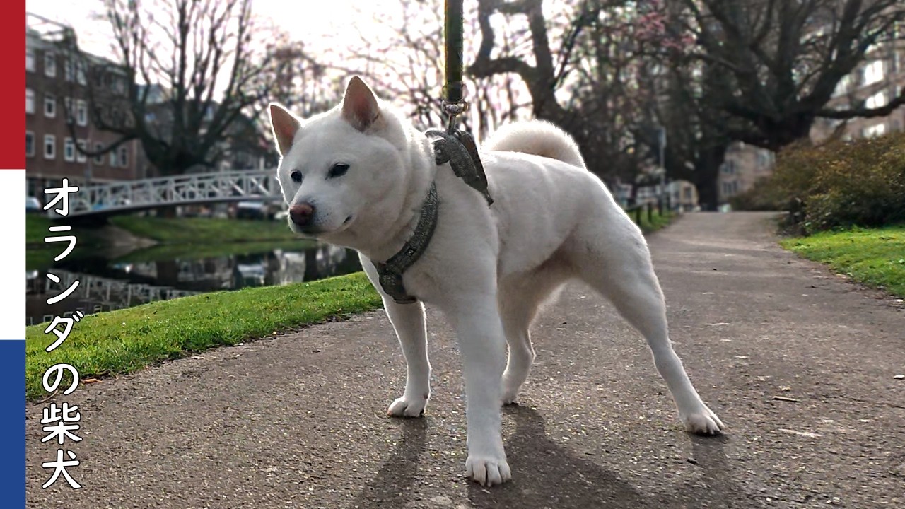 柴犬柿丸  歩きたくない柴犬と 歩かせたい飼い主｜オランダ散歩・環境音