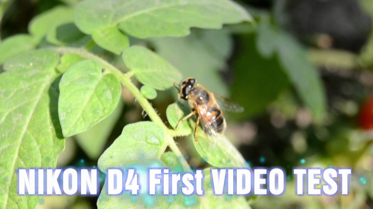 Nikon D4 FIRST VIDEO TEST 1080p HD Nature Video