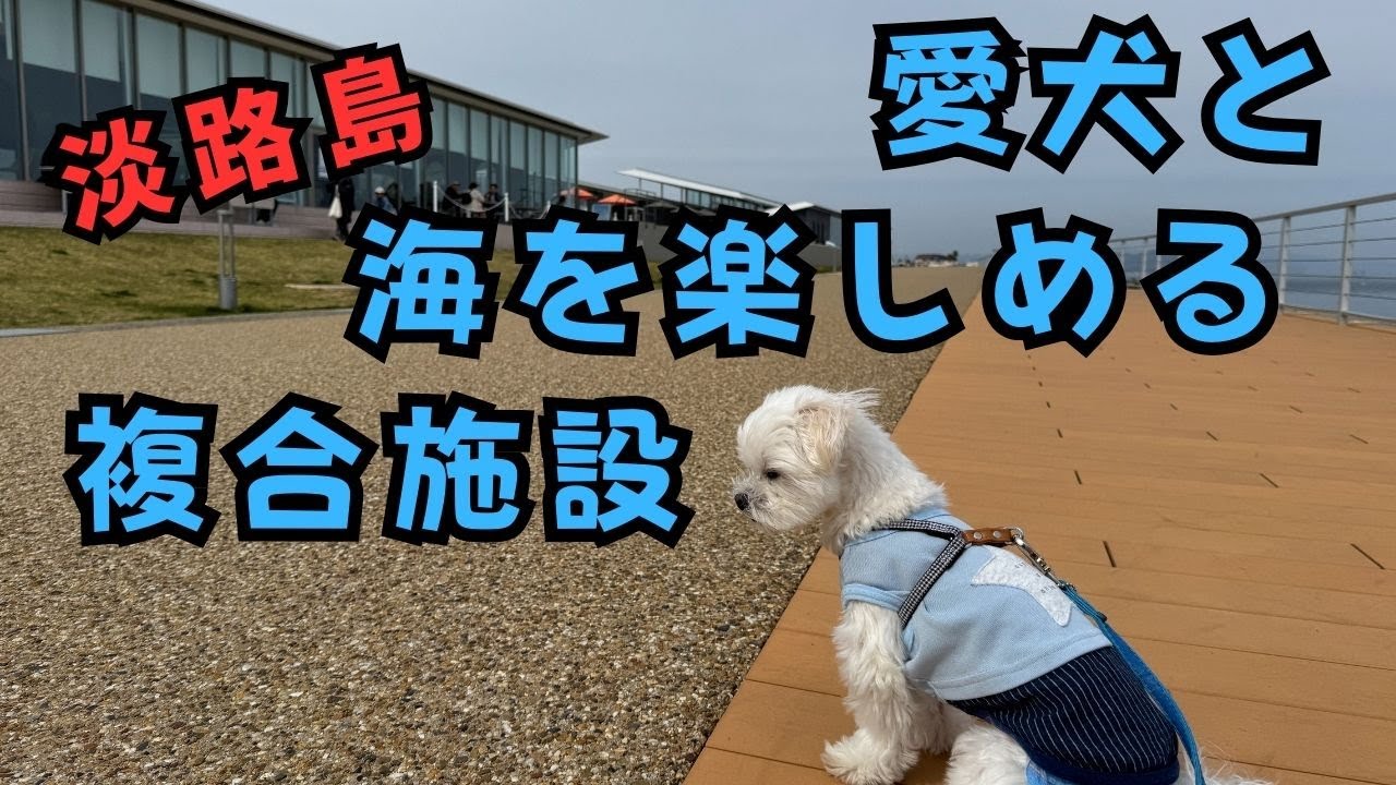【お出かけ】アクアイグニス淡路島は犬も人も最高の癒し空間だった【マルチーズ】#犬 #ペット #かわいい