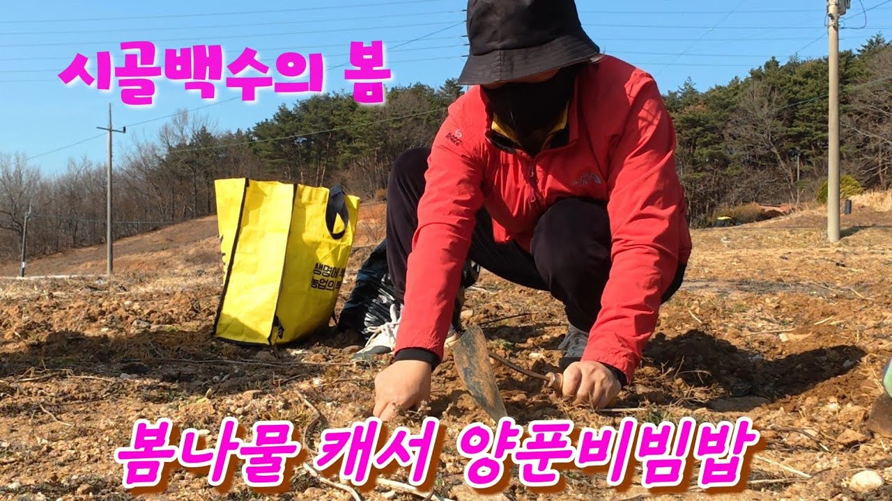 봄동 겉절이에 양푼비빔밥, 냉이 캐고 표고버섯 깨우는 봄맞이 시골 일상