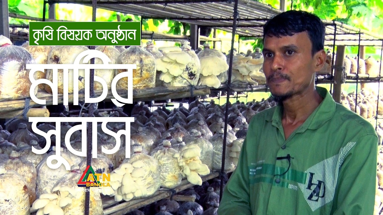 নরসিংদীর মাধবদী কাঠালিয়া গ্রামে মাশরুম চাষ | মাটির সুবাস | Matir Subas | ATN Bangla