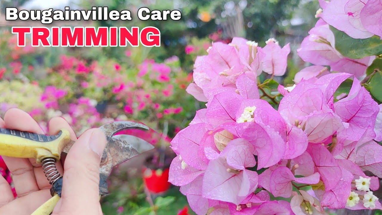 Para lalong gumanda ang bougainvillea, i- trim natin
