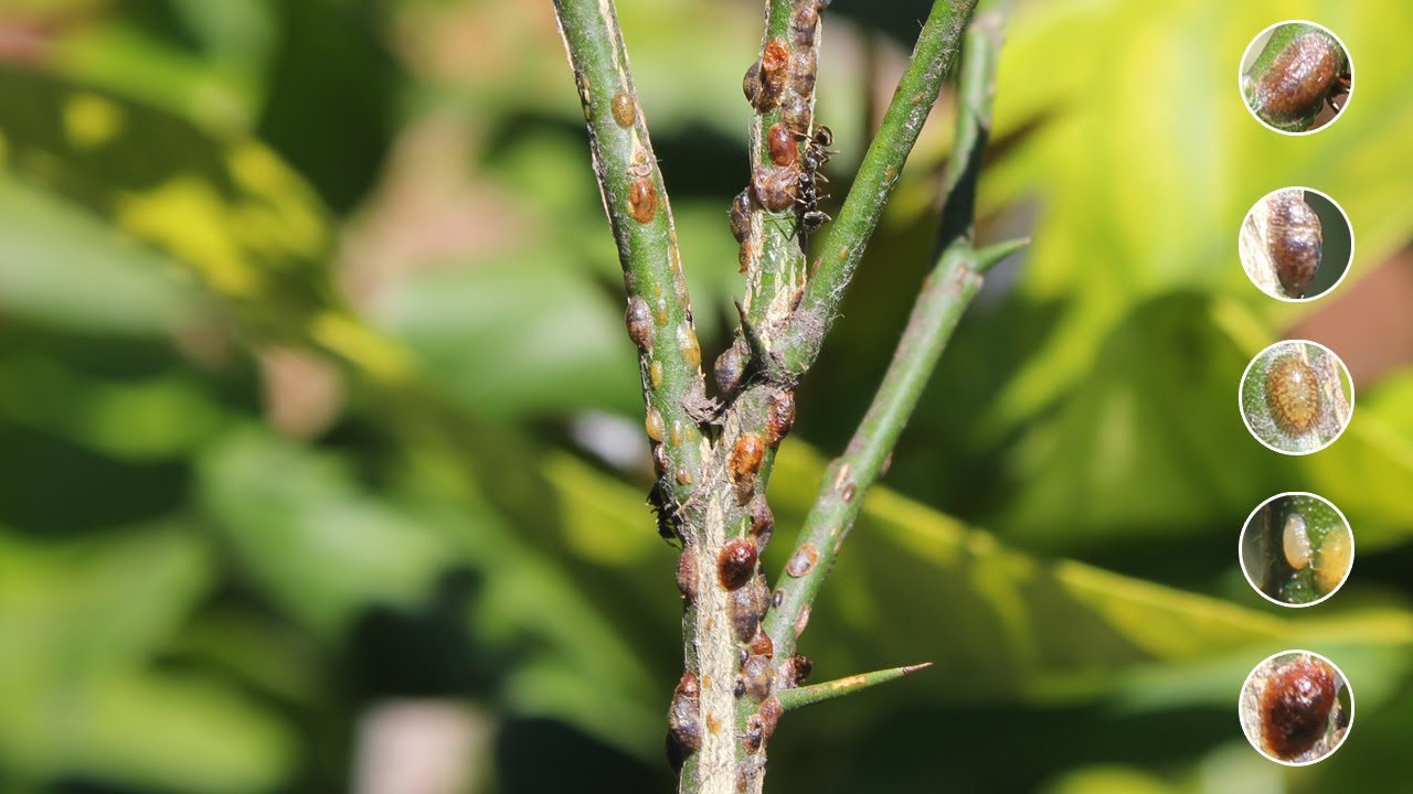 Kako prepoznati i uništiti štitaste vaši (Sve što trebate znati o ovoj vrsti štetočine)