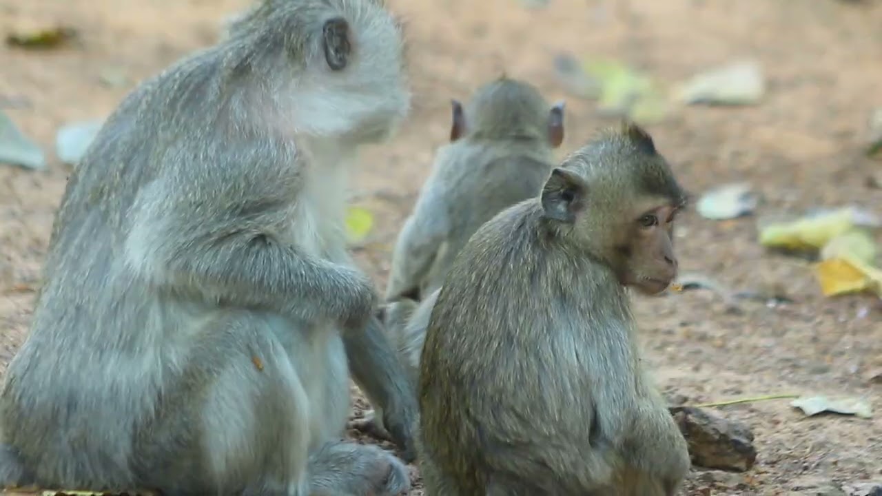 Monkey-   el