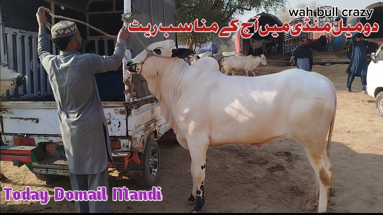 Today Domail Mandi Latest 6/03/2026 Fatehjangi Rate's Update@WahbullcrazyEid ul Adha2026 Qurbani2026