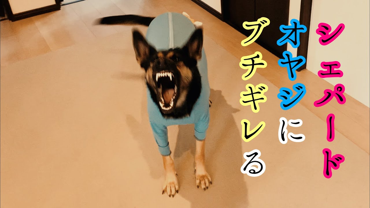 シェパード犬、いらんことするオヤジにブチギレる【German Shepherd】 My Dog Gets Angry At Her Owner Who Was Just Annoying Her