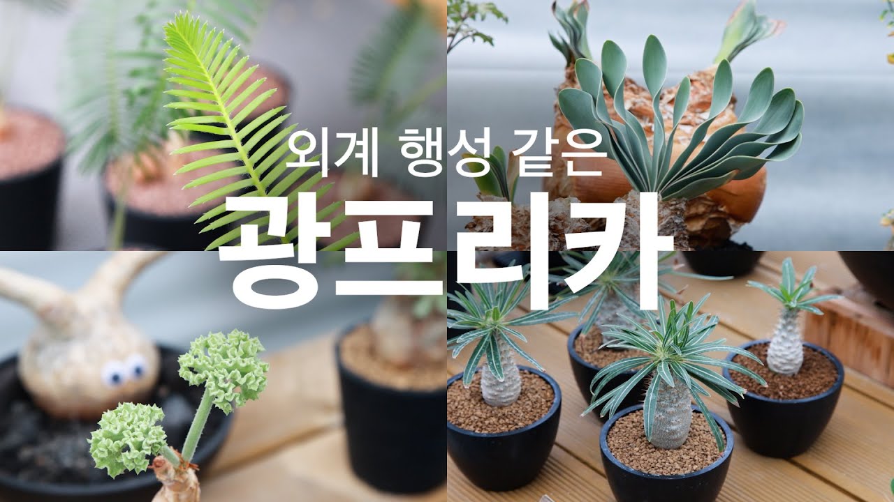 광주화훼단지에 있는 희귀 아프리카 코덱스 괴근 농원 광프리카 방문기 ㅣ 초 상세 리뷰  ㅣ 초보 식집사를 위한 키우기 쉬운 입문용 식물 추천