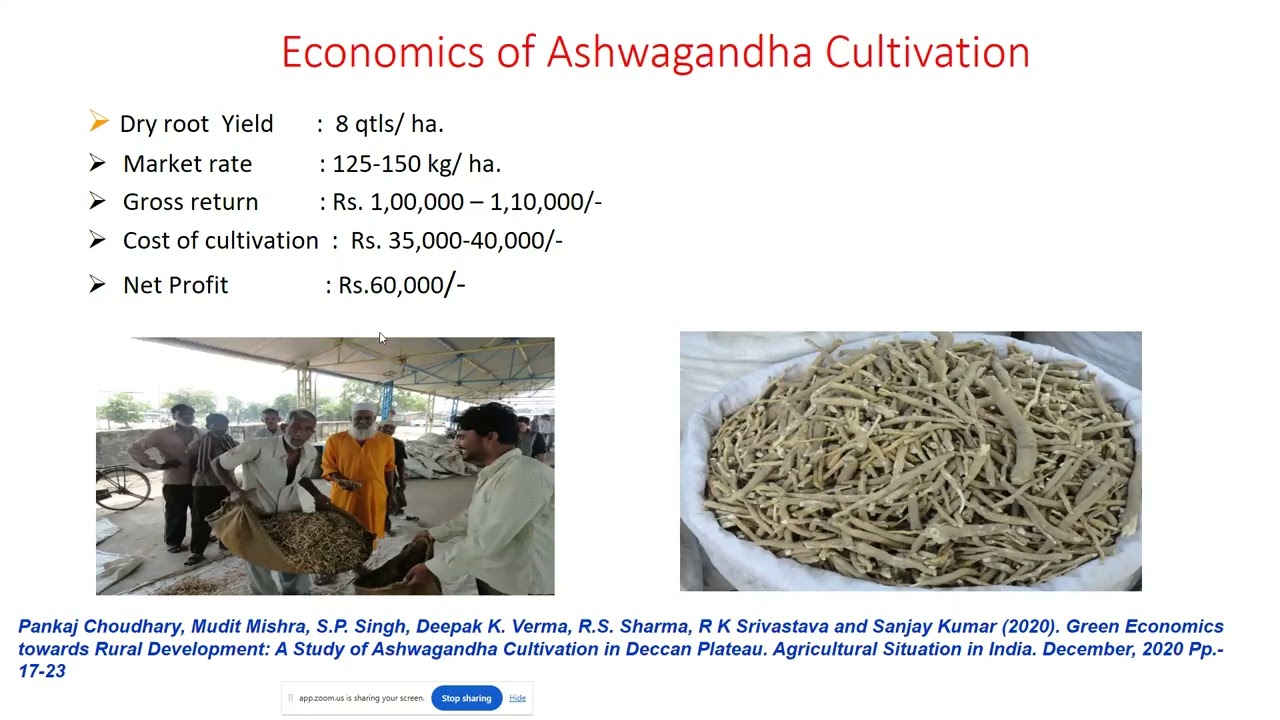 Growing, basic processing and selling valuable medicinal and aromatic plants - By Dr  Sanjay Kumar