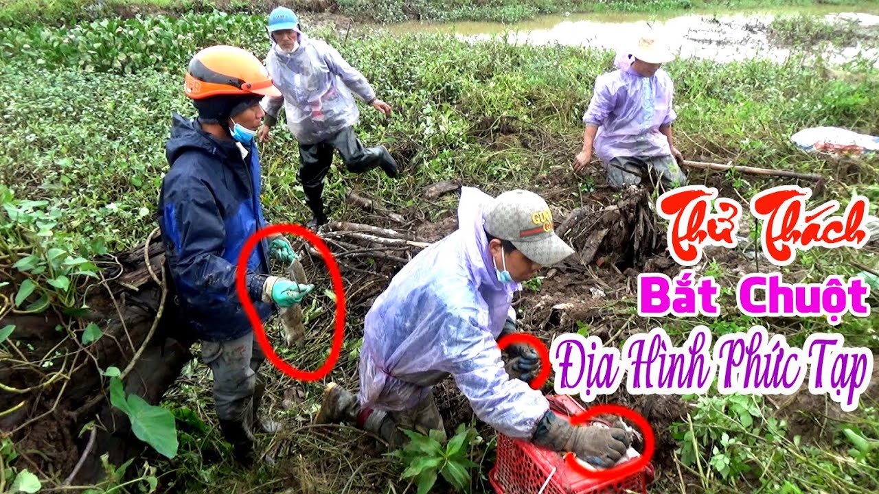 Thử Thách Bắt Nhiều Chuột Đồng Trên Địa Hình Phức Tạp Cùng Sư Phụ U70