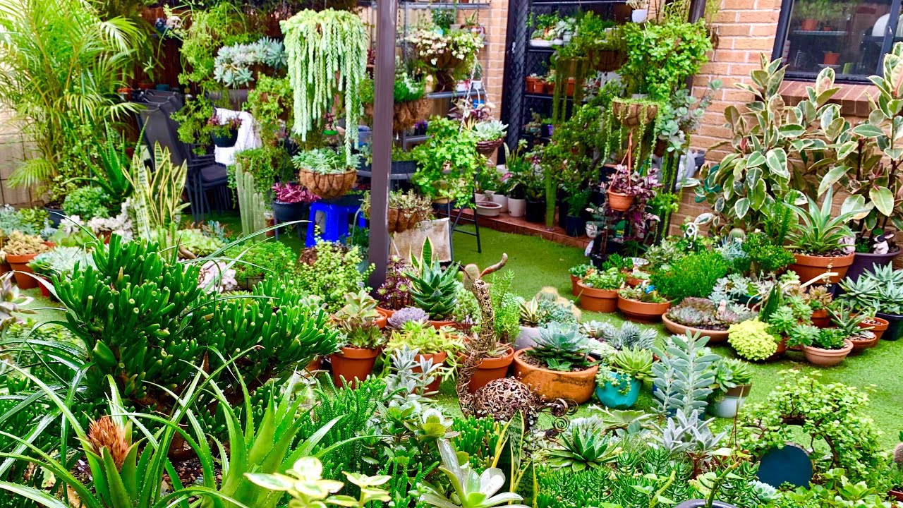My Succulent Garden under a Week of Heavy Rain