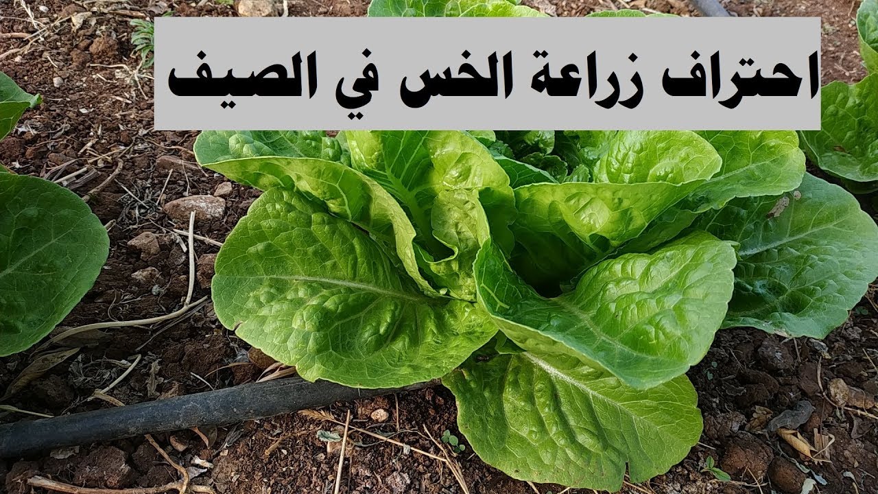 احتراف زراعة الخس في فصل الصيف بنجاح بطريقة سهلة