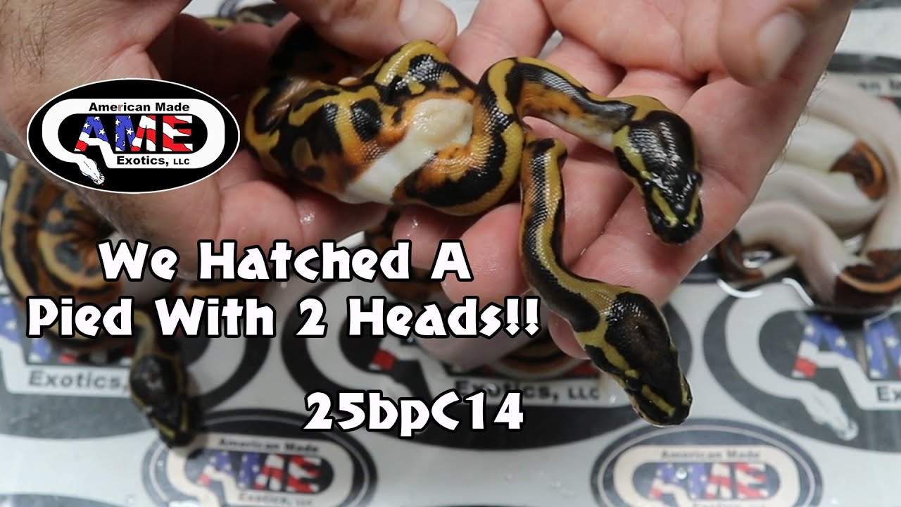 25bpC14 25bpC14 fm Pied  x m Black Pastel Pied