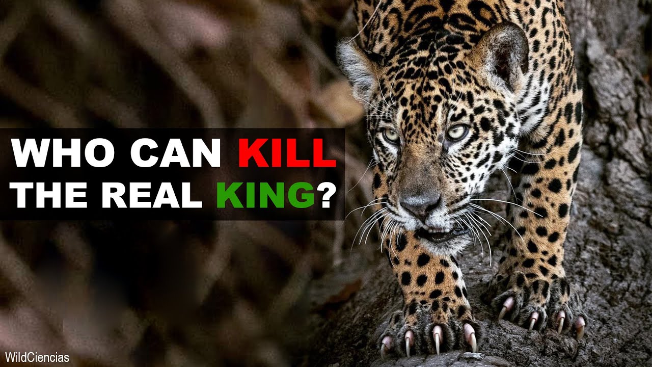 5 Animals That Could Defeat A Jaguar