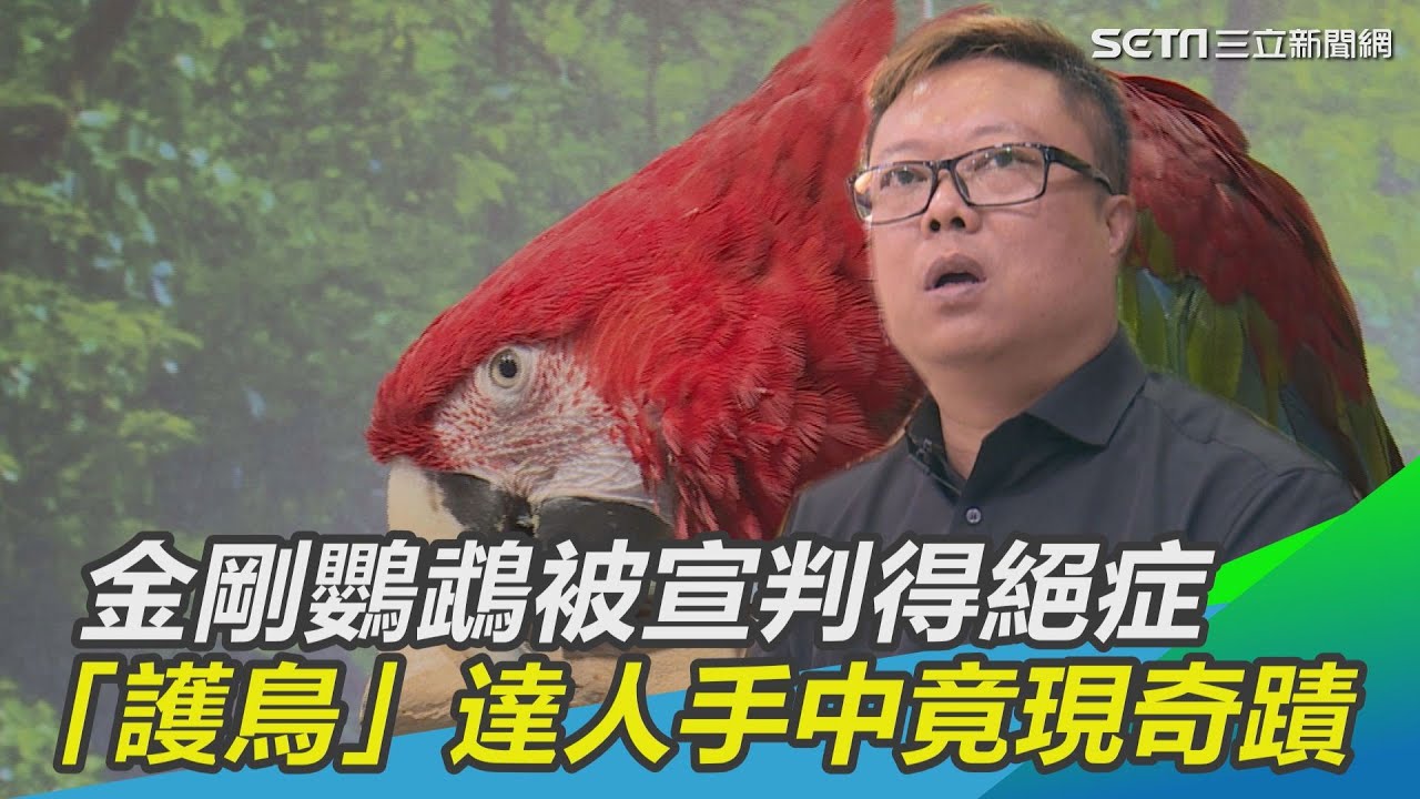 只剩3天可活！金剛鸚鵡被宣判得絕症 到護鳥達人手中竟現奇蹟｜三立新聞網 SETN.com