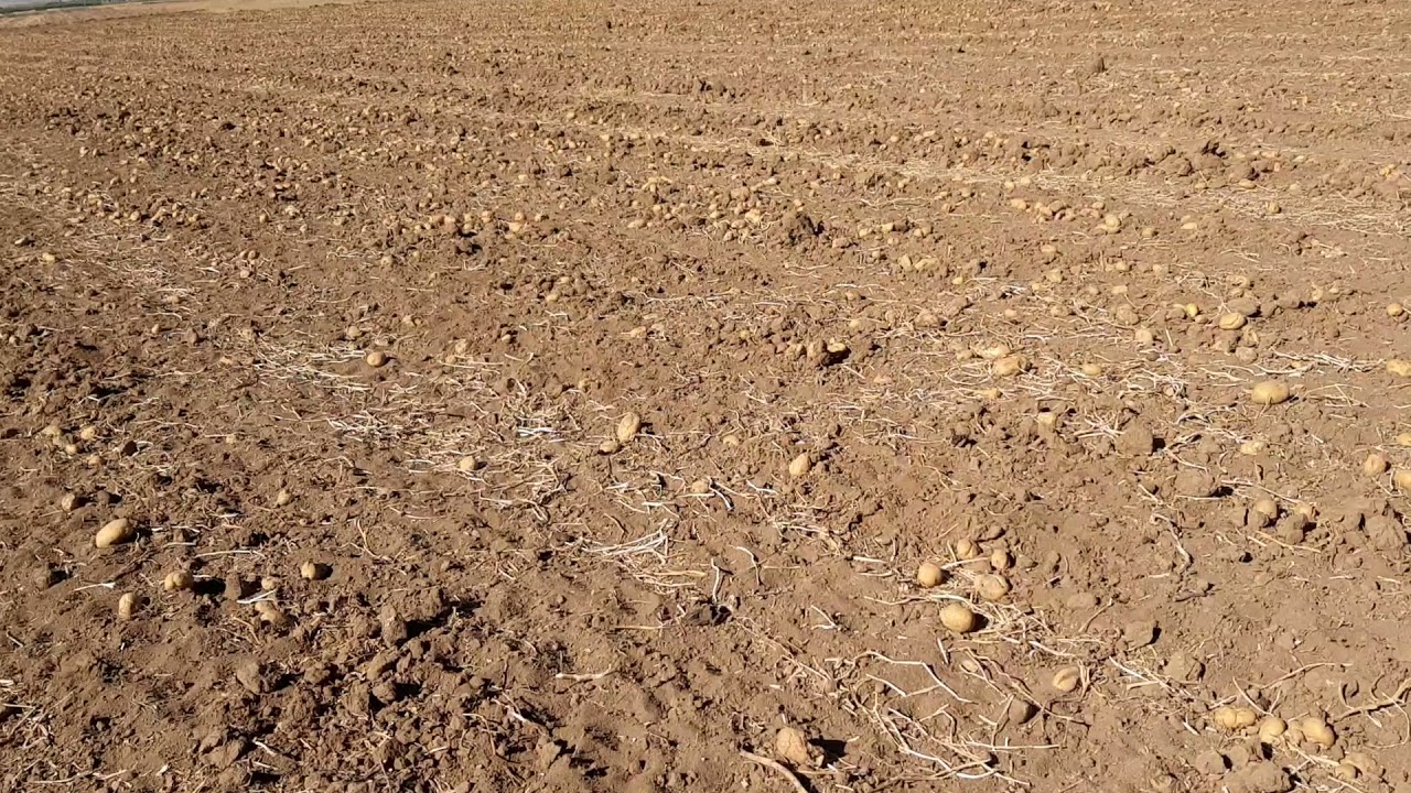 Bedava koyun besleme.. Patates hasatı