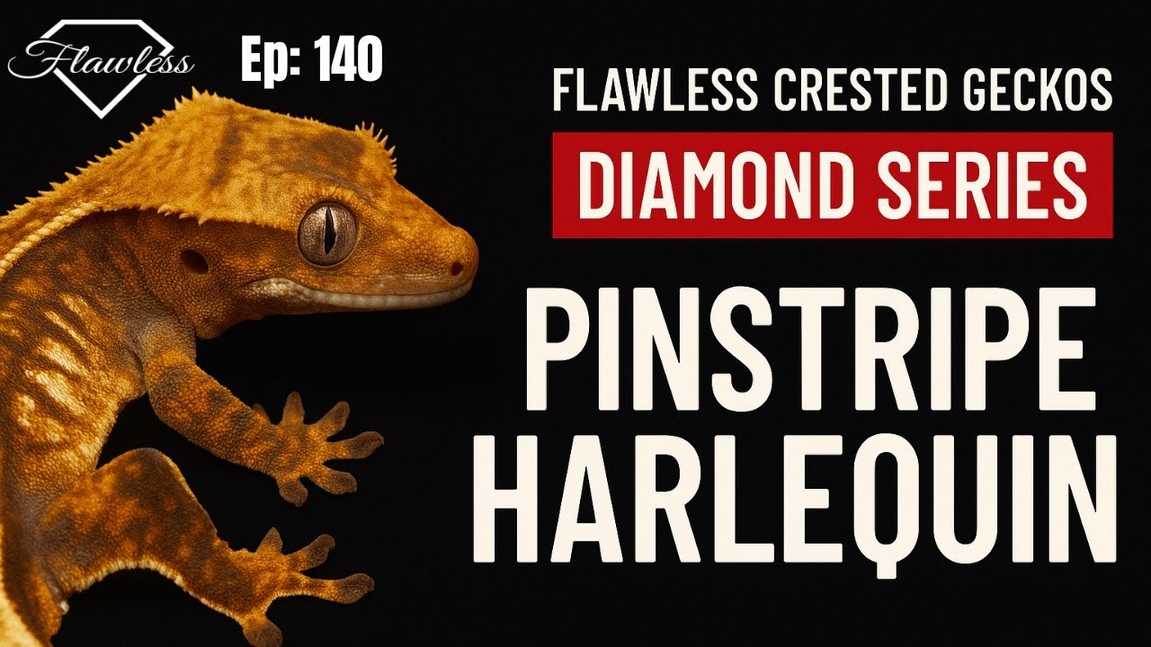 Cleopatra the Pinstripe Harlequin | Diamond Series Ep. 140 🦎 Crested Gecko Breeder Spotlight
