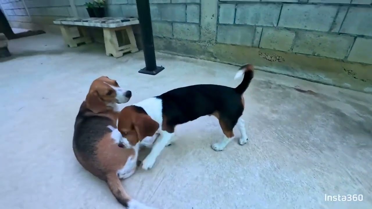 My Dog