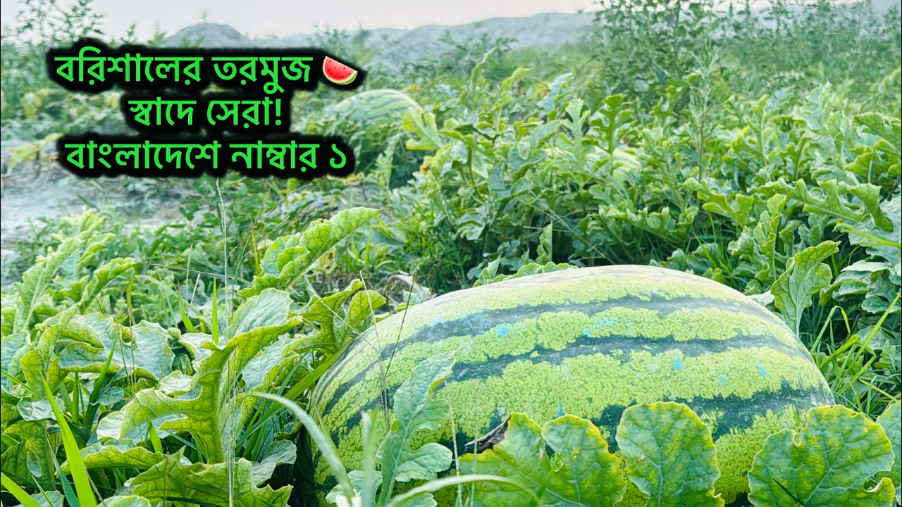 বাংলাদেশে অনেক জায়গায় তরমুজ হয়, কিন্তু বরিশালের মতো স্বাদ কোথায়? 🍉