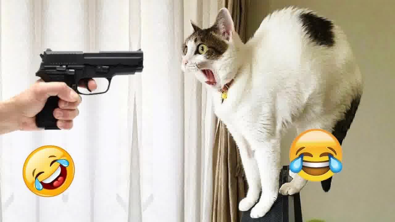 You Laugh You Lose😹Funniest Dogs and Cats 2024😻🐶