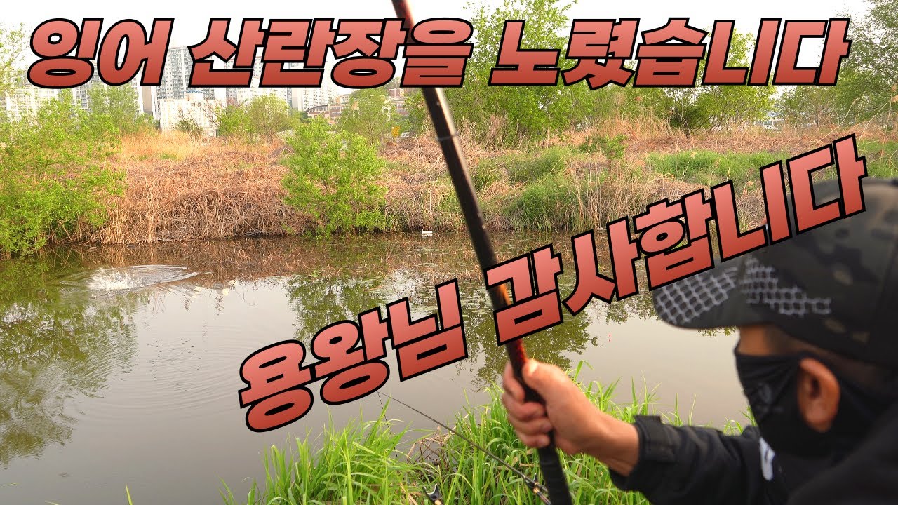 잉어알을 노리는 대물붕어들// 이런곳에서 대물들이 쏟아질줄이야#big  fishing