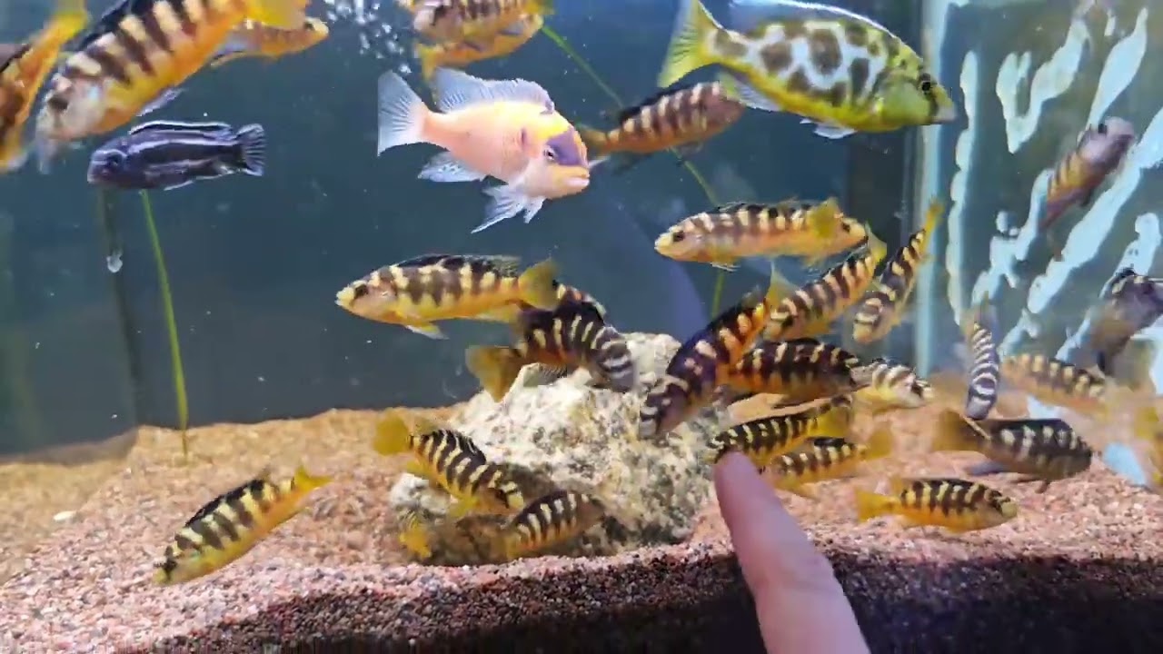 Nytt i butiken! 2026 V.9 Svenskodlat och skalbaggslarver 🌿🐠🪲