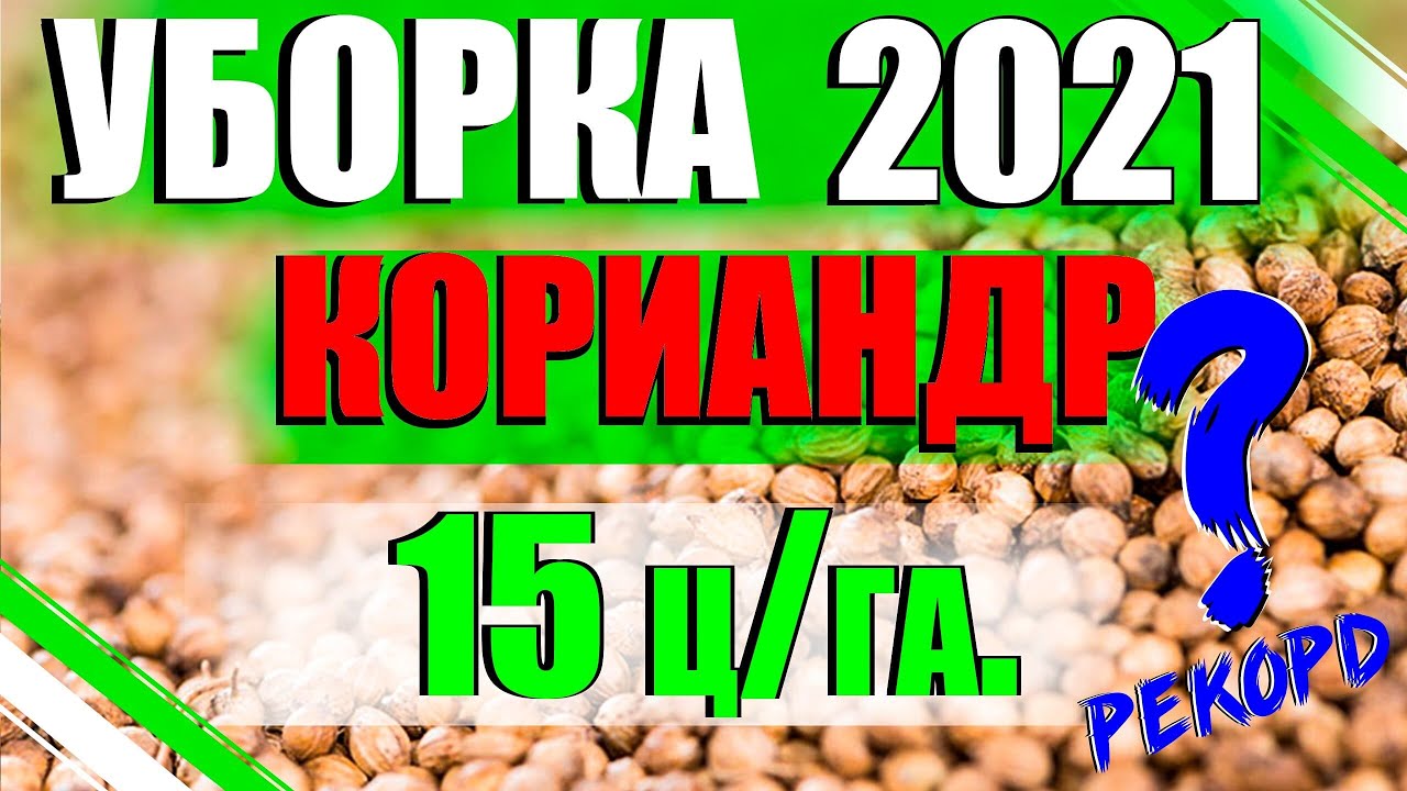 КОРИАНДР УБОРКА 2021/РЕКОРДНЫЙ УРОЖАЙ
