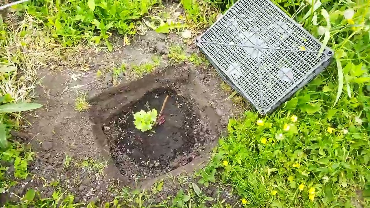 Посадка табака. 26.05.2025г.