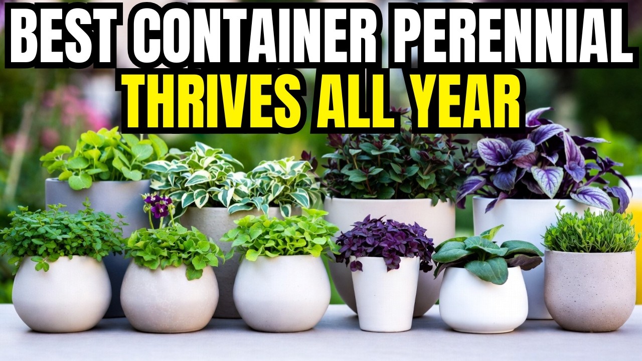 😍Top 10 Perennials For Containers That Thrives All Year | Container Gardening, Low Maintenance👍