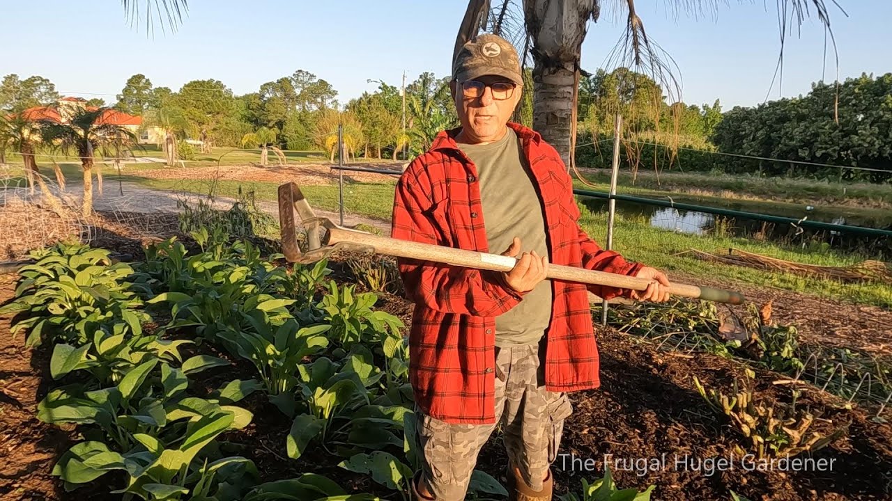 Planting Okinawa Spinach and Longevity Spinach