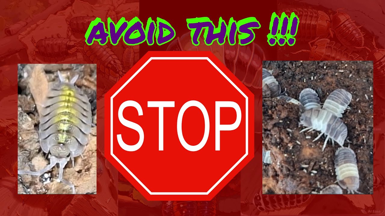 New to Isopods? Avoid These 5 Common Mistakes!
