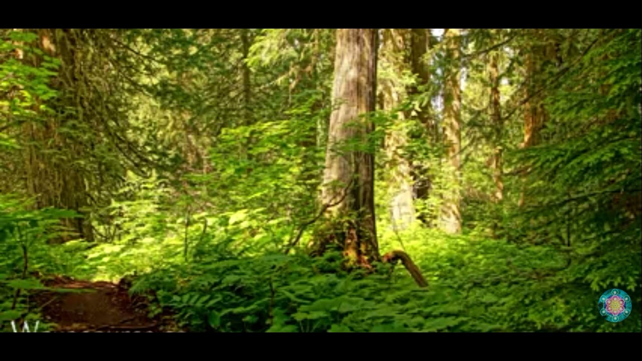 Grounding Meditation | Heal Yourself with Earth Energy | By Rashmi Samdani